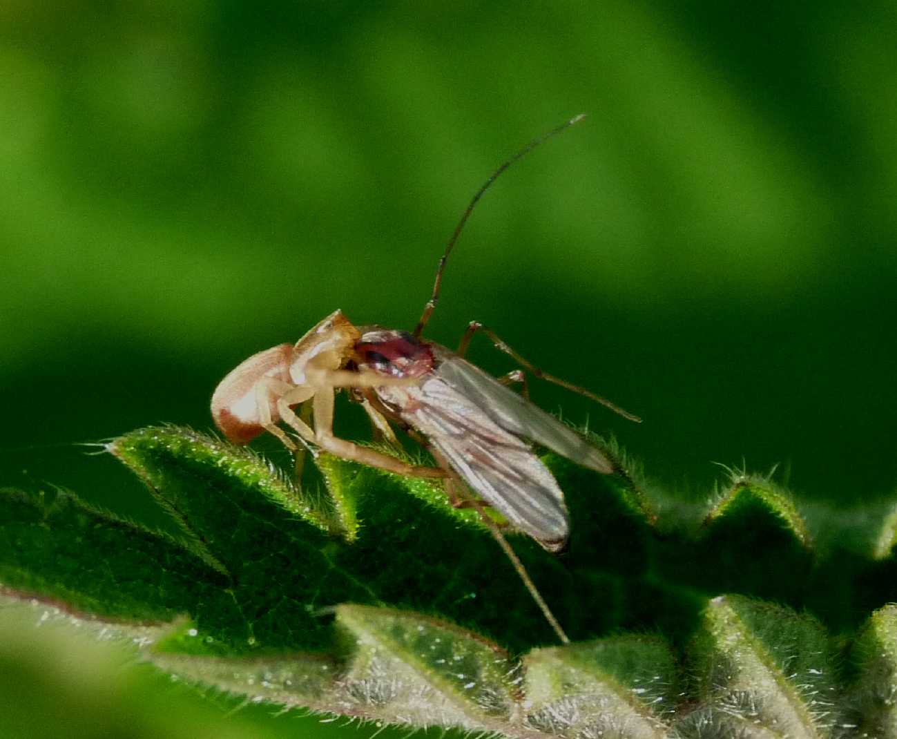 Runcinia grammica - Philodromus sp.